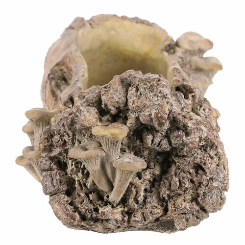 Betonübertopf – Blumenkasten, Holz mit Pilzen, 49 x 21 x 15 cm