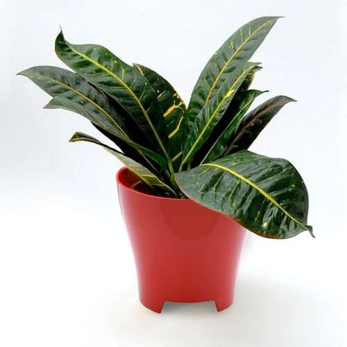 Plastia Luna pojemnik na doniczkę 16 cm 3 szt.