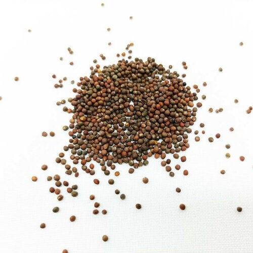 Plastia Microgreens induló készlet termék 2. képe