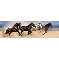 Samolepicí bordura Wild Horses, 500 x 14 cm