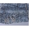 LED Obraz na płótnie Wolves in winter, 40 x 30 cm