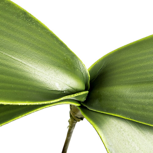 Frunză artificială de orhidee, î. 20 cm