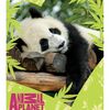 Dětská deka Animal Planet - Panda, 120 x 150 cm