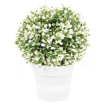 Dekornövény virágtartóban, fehér, 20 cm