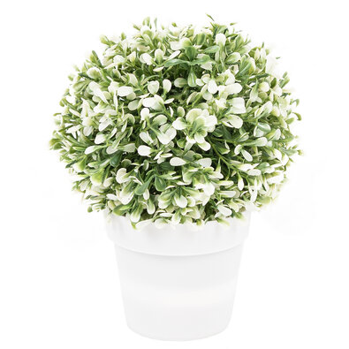 Dekoračná rastlina v kvetináči biela, 20 cm
