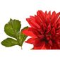 Sztuczny kwiat Dahlia czerwony, 68 cm