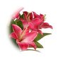 Umělá Lilie velkokvětá v květináči růžová, v. 30 cm