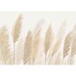Fototapeta XXL Pampas 360 x 254 cm, 4 części