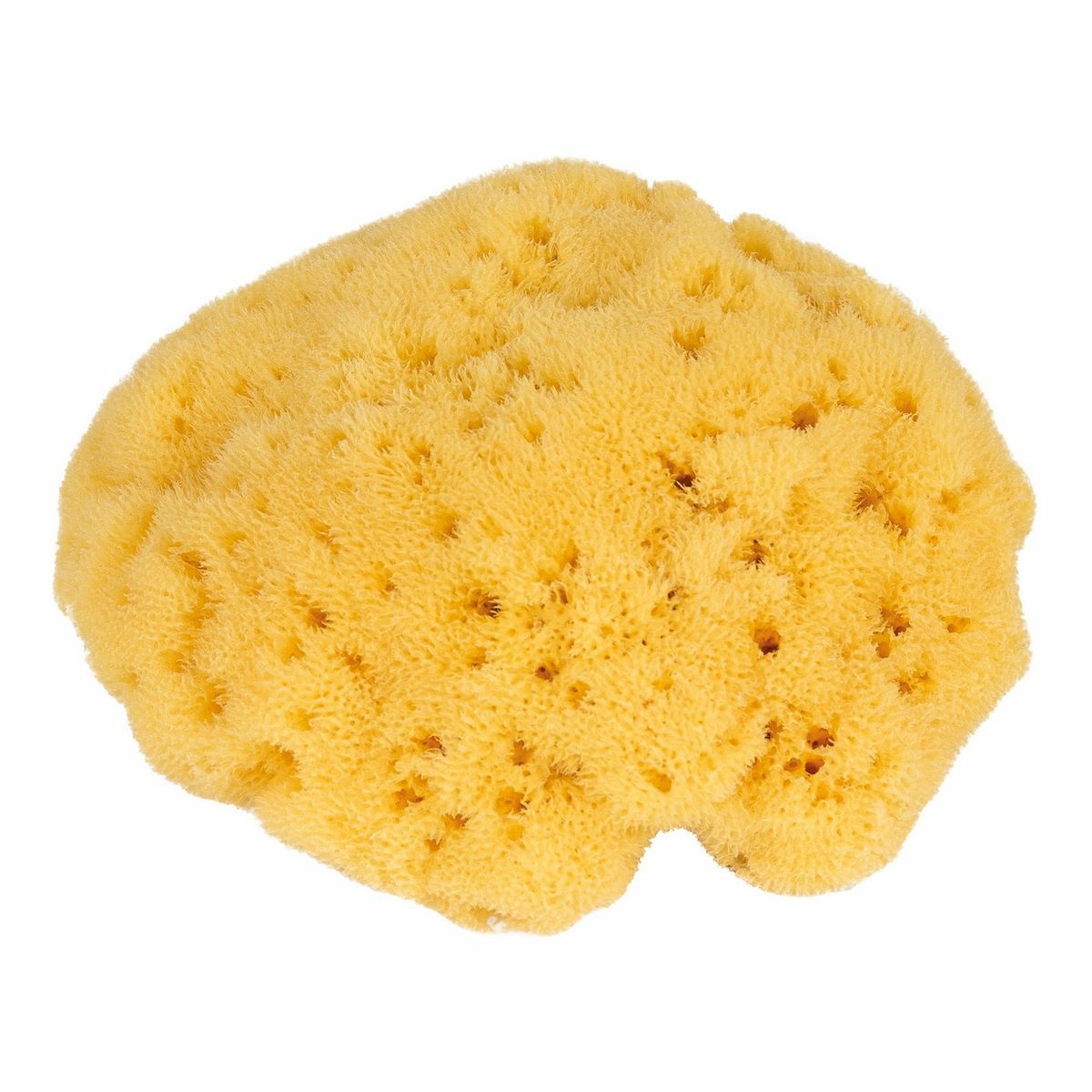 Természetes tengeri selyem arcszivacs
