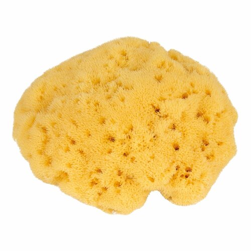 Натуральна морська губка для обличчя шовковиста