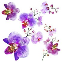 Selbstklebende Dekoration Orchideen, 30 x 30 cm