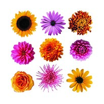 Samolepiaca dekorácia Flowers, 30 x 30 cm
