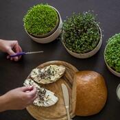 Plastia Microgreens, fildeșos