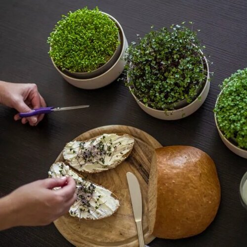 Plastia Microgreens ємність для вирощування  мікрозелені, слонова кістка