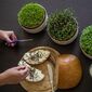 Plastia Microgreens ємність для вирощування  мікрозелені, слонова кістка