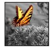 Fotoobraz Butterfly 60x60 cm, vícebarevná, 60 x 60 cm