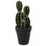 Umělý kaktus Albany, 10 cm
