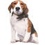 Poduszka profilowana Beagle, 50 cm
