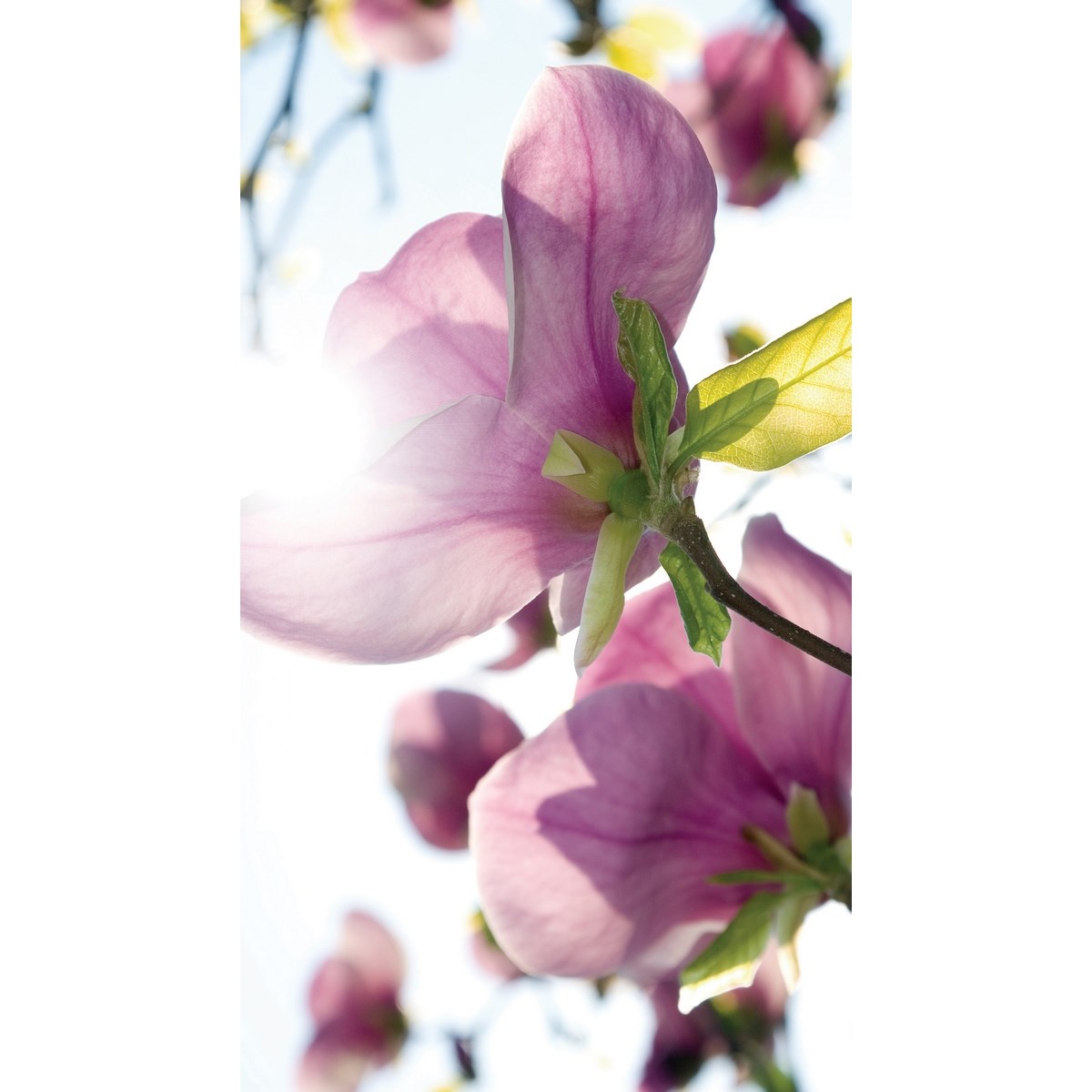 AG ART Závěs Flowers Purple, 140 x 245 cm