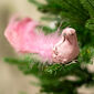 Růžový páv s klipem, 25 x 8 x 6 cm, sada 4 ks