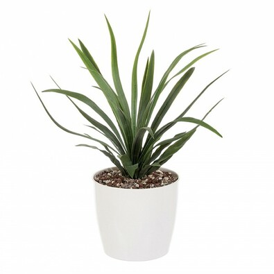 Mű dracena virágtartóban, 43 cm