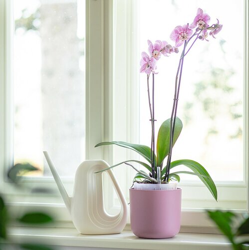 Plastia Samozavlažovací květináč Tolita Air růžová, pr. 19 cm