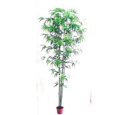 Strom bambus, 290 cm, zelená, 290 cm