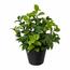 Umetni fikus v loncu, v. 28 cm