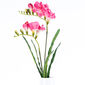 Művirág Freesia rózsaszín, 57 cm