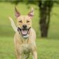 PetSafe® Elektrický ohradník pre psy Classic