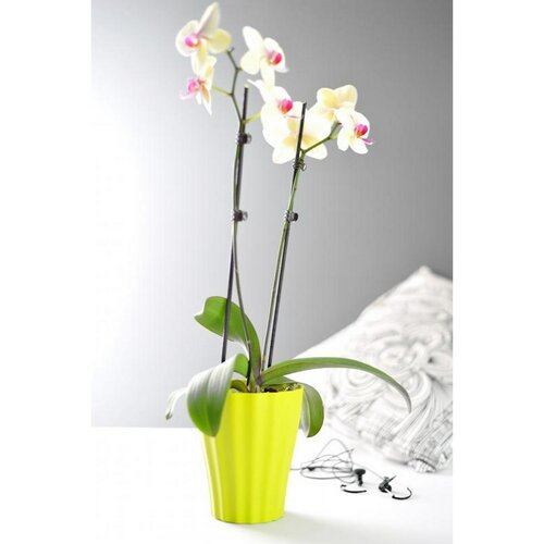 Plastia Orchidea kaspó Ola világoszöld, 2 db