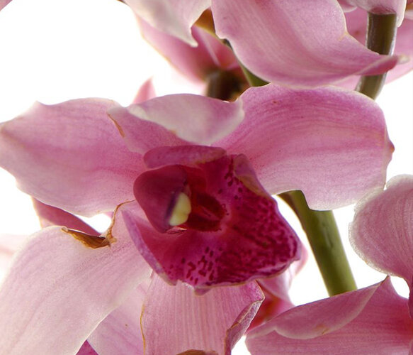 Fototapeta Orchidej 90 x 202 cm