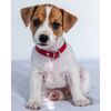 Kinderdecke Jack russel terrier, 120 x 150 cmFarbenmix,
