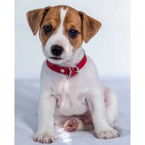 Koc dziecięcy Jack russel terrier, 120 x 150 cm