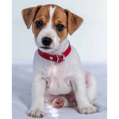 Dětská deka Jack russel terrier, 120 x 150 cm