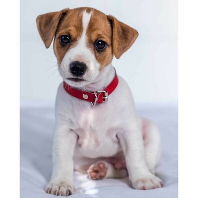 Kinderdecke Jack russel terrier, 120 x 150 cmFarbenmix,