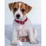 Kinderdecke Jack russel terrier, 120 x 150 cmFarbenmix,