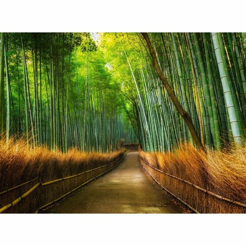Fototapeta Bamboo, 232 x 315 cm