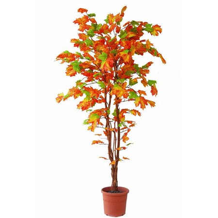 Kanadsky Javor (javoru klenu, Javor klen, Acer platanoides, javoru klenu Javor, klenu Javor) Kanadsky Javor