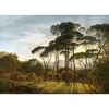 Fototapéta XXL Old Forest 360 x 254 cm, 4 részből