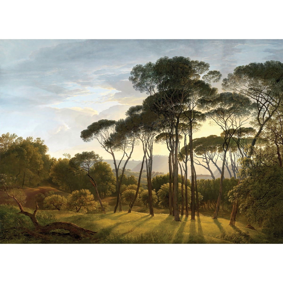 XXL fotó tapéta Old Forest 360 x 254 cm, 4 részbőláll