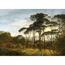 Fototapéta XXL Old Forest 360 x 254 cm, 4 részből