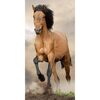 Prosop Horse, 70 x 140 cm