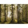 XXL erdei fotó tapéta 360 x 254 cm, 4 részből áll