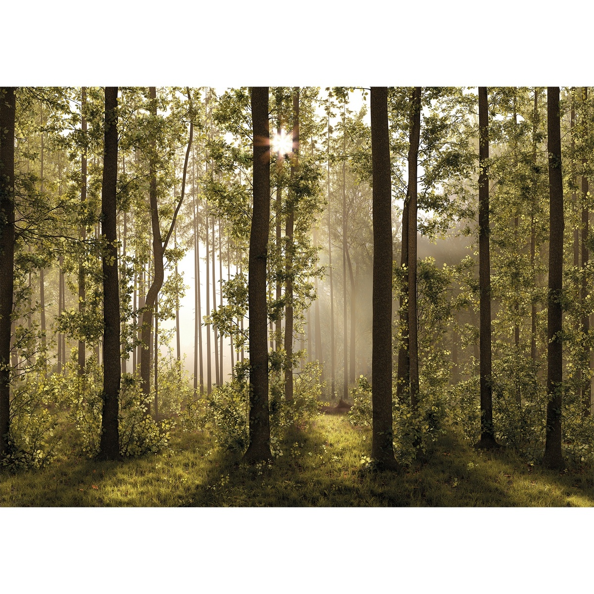 Fototapeta XXL Forest 360 x 254 cm, 4 części
