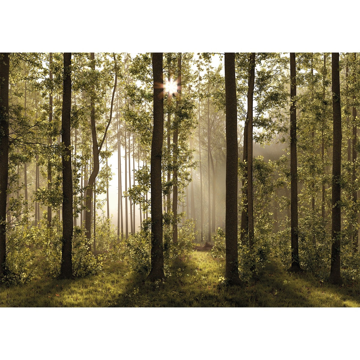 Fototapeta XXL Forest 360 x 254 cm, 4 diely