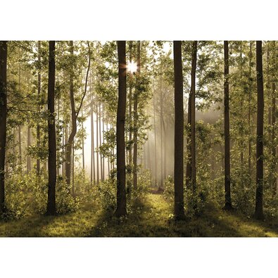 Fototapeta XXL Forest 360 x 254 cm, 4 díly