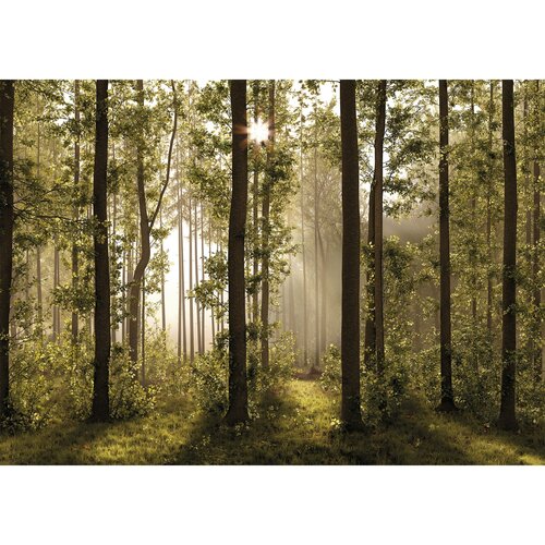 Fototapeta XXL Forest 360 x 254 cm, 4 części