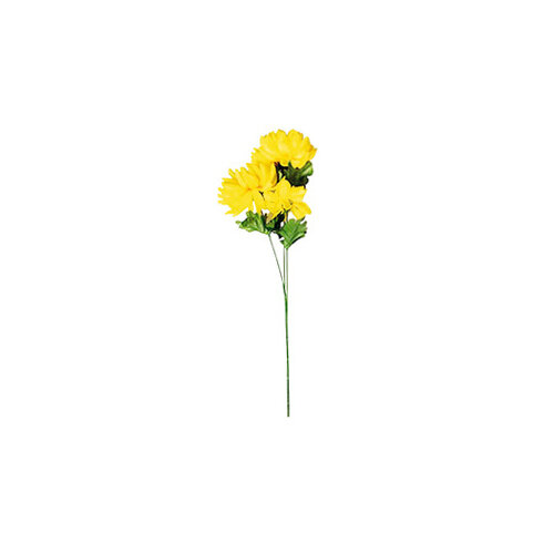 Fotografie Chryzantéma plnokvětá, 3 květy, v. 58 cm