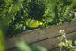 Plastia Wermikompostownik na rabatę ogrodową, zielony